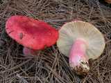 Russule sanguine (<em>Russula sanguinea</em> - <em>Blutroter Täubling</em>)