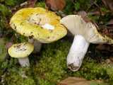 Russule jaune noircissante (<em>Russula claroflava</em> - <em>Gelber Graustiel-Täubling</em>)