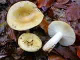 Russule ocre et blanche (<em>Russula ochroleuca </em> - <em>Zitronentäubling</em>)