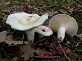 Lactaire poivré (<em>Lactarius piperatus</em> - <em>Pfeffer Milchling</em>)