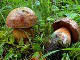 Bolet blafard (<em>Boletus luridus</em> - <em>Netzstieliger Hexen-RöhrIing</em>)