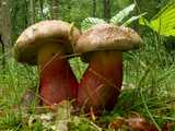 Bolet à beau pied (<em>Boletus calopus</em> - <em>Schönfussröhrling</em>)