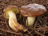 Bolet granulé  (<em>Suillus granulatus</em> - <em>Körnchenröhrling</em>)