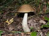 Bolet rude des charmes (<em>Leccinum pseudoscabrum</em> = <em>carpini</em> - <em>Hainbuchenröhrling</em>)