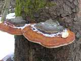 Polypore margine  (<em>Fomitopsis pinicola</em> - <em>Rotrandiger-Baumschwamm</em>)