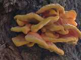 Polypore soufré  (<em>Laetiporus sulphureus</em> - <em>Schwefel-Porling</em>)