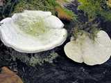 Tramète bossue (<em>Trametes gibbosa</em> - <em>Buckel-Tramete</em>)