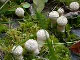 Vesse de loup perlée (<em>Lycoperdon perlatum</em> - <em>Flaschenbovist</em>)