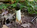 Phallus impudique ou Satyre puant (<em>Phallus impudicus</em> - <em>Stinkmorchel</em>)