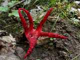 Clathre d'Archer ou Anthurus d'Archer (<em>Clathrus archeri</em> - <em>Tintenfischpilz</em>)