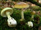 Amanite phalloïde (<em>Amanita phalloides</em> - <em>Grüner Knollenblätterpilz</em>)