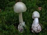 Amanite vireuse (<em>Amanita virosa</em> - <em>Weisser Knollenblätterpilz</em>)