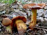 Cortinaire des montagnes ou Cortinaire couleur de Rocou <br />(<em>Cortinarius orellanus</em> - <em>Orangefuchsiger Schleierling</em> ou <em>Gifthautkopf</em>)