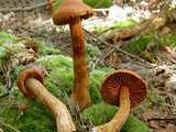 Cortinarius très joli (<em>Cortinarius speciosissimus</em> - <em>Spitzbuckliger Orangeschleierling</em>)