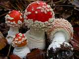 Amanite tue-mouches (<em>Amanita muscaria</em> - <em>Fliegenpilz</em>)