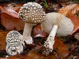 Amanite panthère (<em>Amanita pantherina</em> - <em>Pantherpilz</em>)