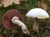 Agaric jaunissant (<em>Agaricus xanthodermus</em> - <em>Karbol-Egerling</em>)