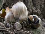 Coprin noir d'encre (<em>Coprinus atramentarius</em> - <em>Grauer Falten-Tintling</em>)