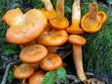 Faux-clitocybe lumineux (<em>Omphalotus olearius</em> - <em>Ölbaumtrichterling</em>)