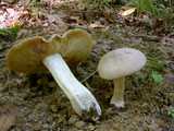 Entolome livide (<em>Entoloma lividum</em> = <em>sinuatum</em> - <em>Riesen</em>- oder <em>Gift-Rötling</em>)