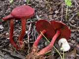 Cortinaire sanguin (<em>Cortinarius sanguineus</em> - <em>Bluthautkopf</em>)