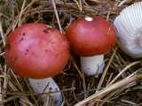 Russule émétique (<em>Russula emetica</em> - <em>Speitäubling</em>)