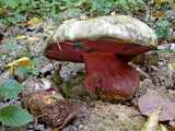 Bolet Satan (<em>Boletus satanas</em> - <em>Satanspilz</em>)