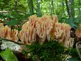  Clavaire élégante (<em>Ramaria formosa</em> - <em>Schöne Koralle</em>)