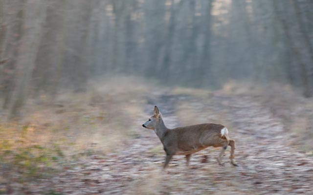 Chasse : une réglementation spécifique