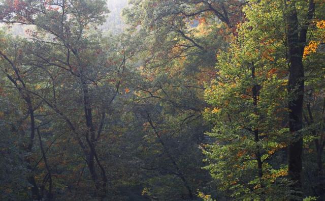 Couleurs d'automne (Finkenthal)