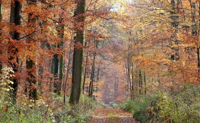 Couleurs d'automne (Chemin des Bornes)