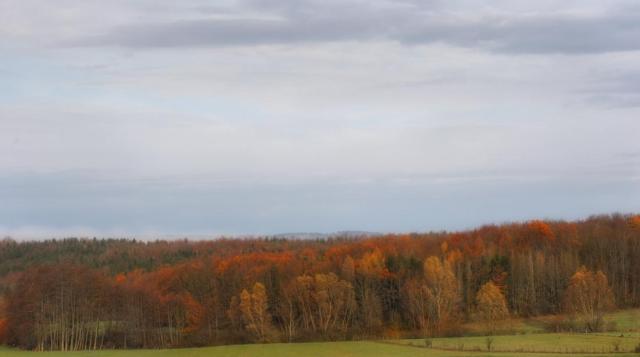 Forêt de plaine (Bouxwiller)