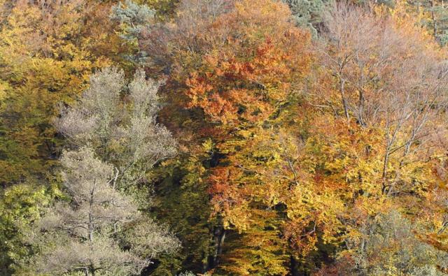 Couleurs d'automne (Finkenthal)