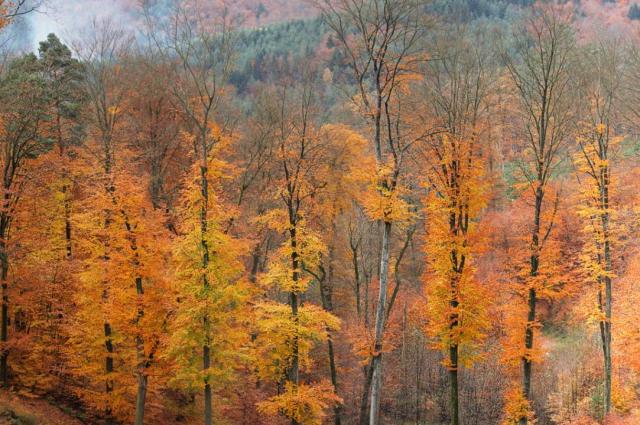 Couleurs d'automne (Finkenthal)