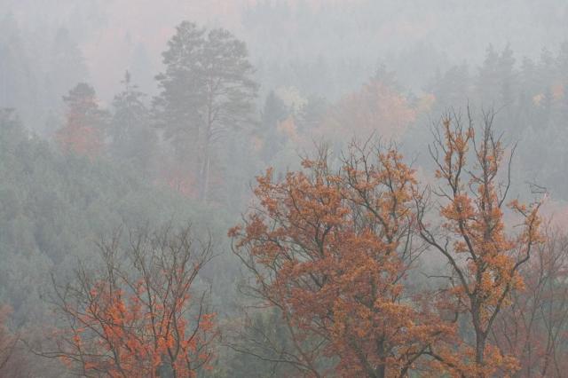 Couleurs d'automne (Finkenthal)