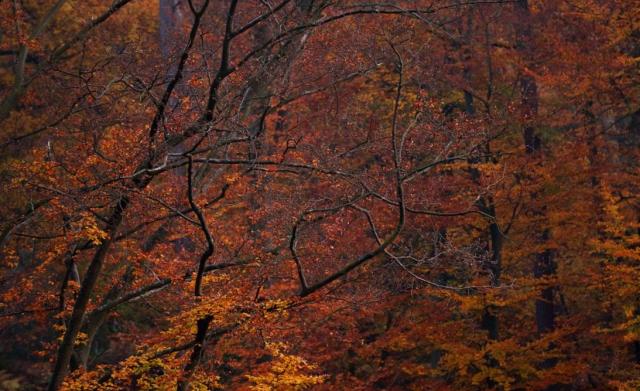 Couleurs d'automne (Finkenthal)