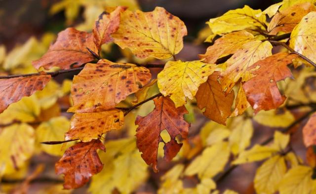 Couleurs d'automne (Chemin des Bornes)