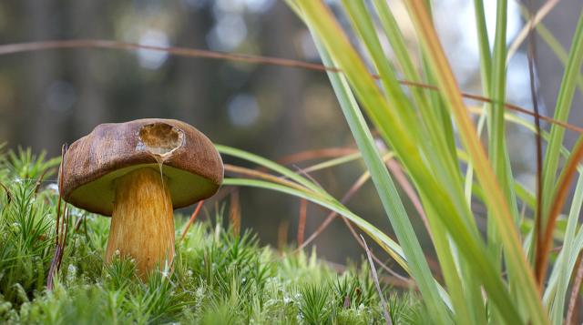 Bolet : un régal pour les limaces (Althorn)