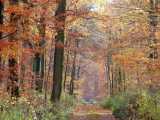 Couleurs d'automne (Chemin des Bornes)