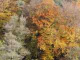 Couleurs d'automne (Finkenthal)