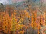 Couleurs d'automne (Finkenthal)