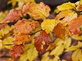 Couleurs d'automne (Chemin des Bornes)