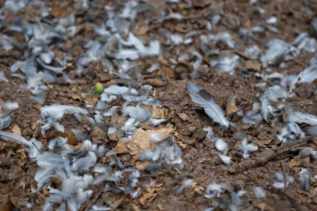 Plumes de pigeon ramier (Neubruchwald)