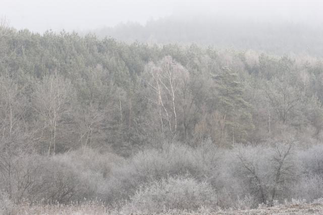 Givre et brume glacée (Vallée du Meisenbach)