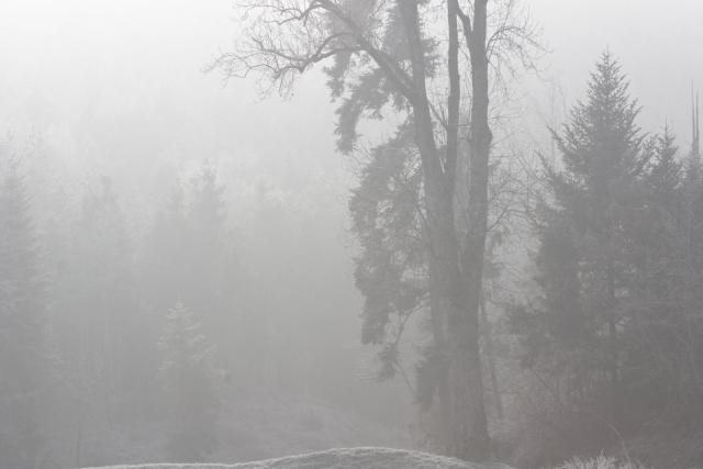 Sentinelle d'hiver (Vallée du Meisenbach)