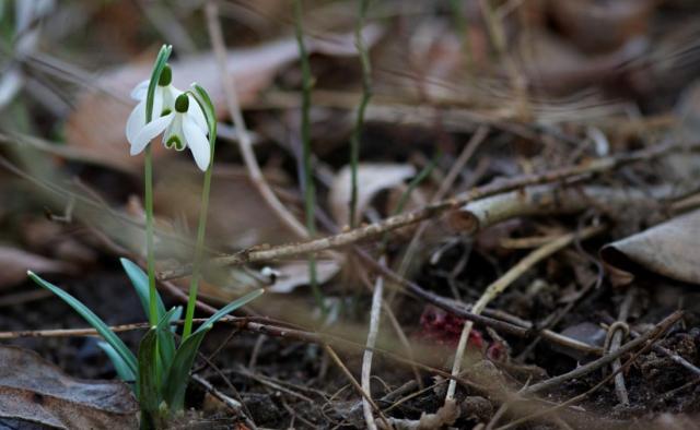 Perce-neige (Neubruchwald)