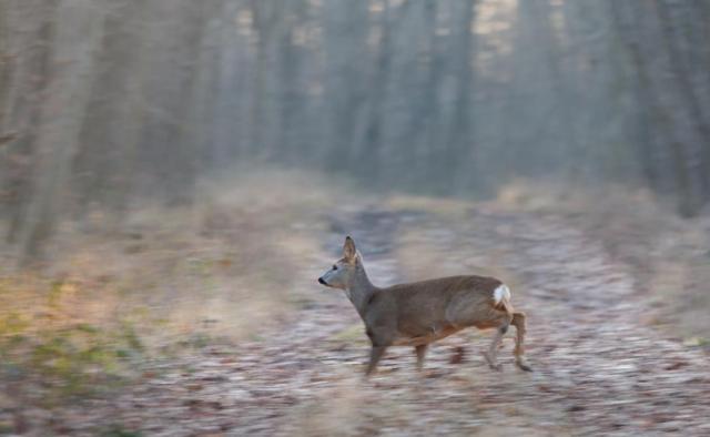 Rencontre furtive (Neubruchwald)