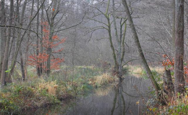 La Zinsel du nord (Mouterhouse)