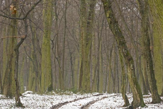 Chemin sous la neige (Neubruchwald)