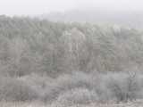 Givre et brume glacée (Vallée du Meisenbach)